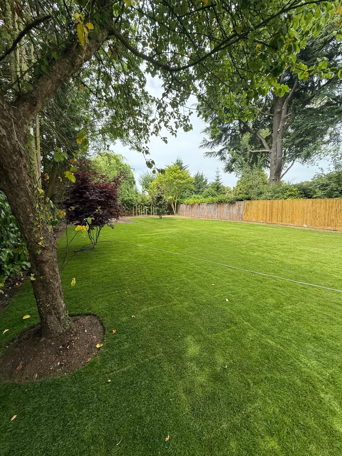 Newly laid lawn under mature trees, with a closeboard timber fence along the back